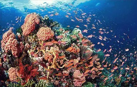 馬來西亞最適合潛水的6個地方,少去一個,人生都不算圓滿!