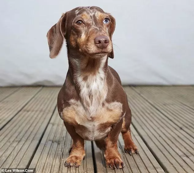 檢測純種犬發現很多狗都是串串,會不會有人丟狗呢?