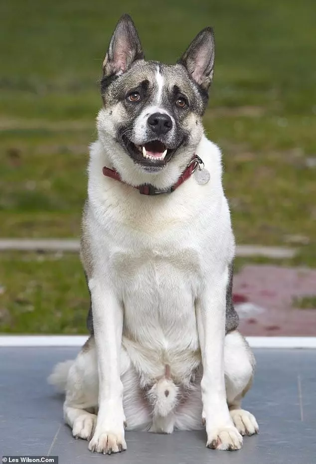檢測純種犬發現很多狗都是串串,會不會有人丟狗呢?
