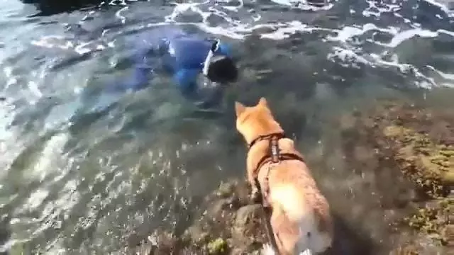 狗狗看到有人溺水,瘋狂吠主人求助,主人一臉無奈拍視頻