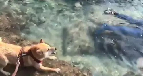 狗狗看到有人溺水,瘋狂吠主人求助,主人一臉無奈拍視頻