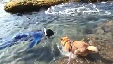 狗狗看到有人溺水,瘋狂吠主人求助,主人一臉無奈拍視頻