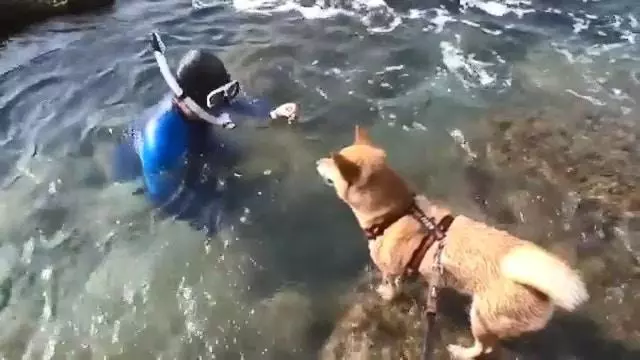 狗狗看到有人溺水,瘋狂吠主人求助,主人一臉無奈拍視頻