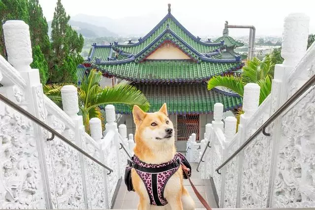 狗狗看到有人溺水,瘋狂吠主人求助,主人一臉無奈拍視頻