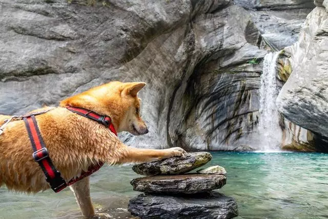 狗狗看到有人溺水,瘋狂吠主人求助,主人一臉無奈拍視頻
