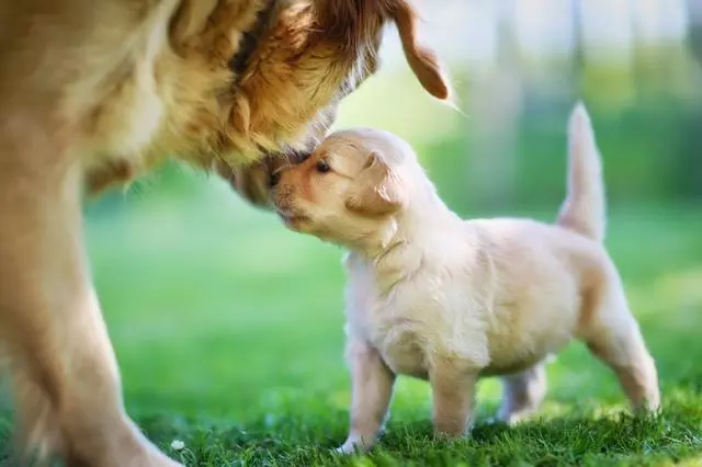 研究表明:不跟狗媽媽互動的幼犬,長大後更易成為優秀工作犬