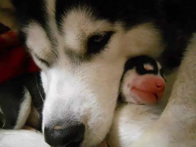 研究表明:不跟狗媽媽互動的幼犬,長大後更易成為優秀工作犬