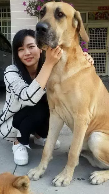 狗狗趴門口看門,站起來近1米8的身形,沒有小偷敢接近吧