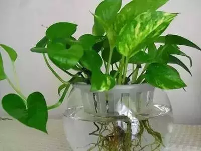 食鹽原來那麼厲害!鹽在生活中妙用可真多,可惜90%的人不知道!!