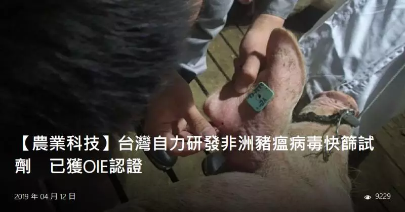 遭中共打壓無法參與非洲豬瘟會議 ,台研發出「非洲豬瘟」快篩試劑10分鐘見結果,OIE認證亞洲第1!