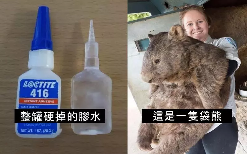 一系列「超出我們的想像」的照片 驚:原來蟒蛇可以這麼硬...