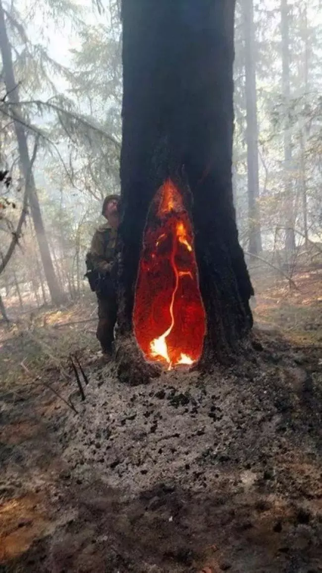 一系列「超出我們的想像」的照片 驚:原來蟒蛇可以這麼硬...