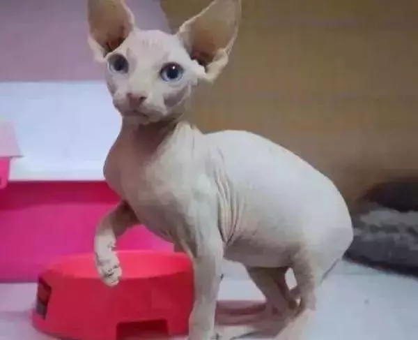 太奇特了!這些神奇的「動物之最」,人生第一次見到!