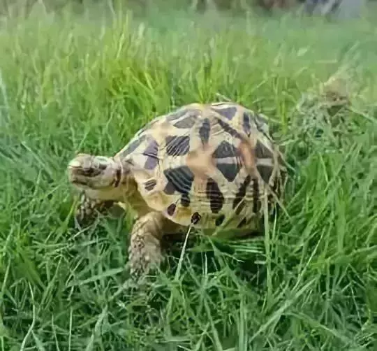 太奇特了!這些神奇的「動物之最」,人生第一次見到!