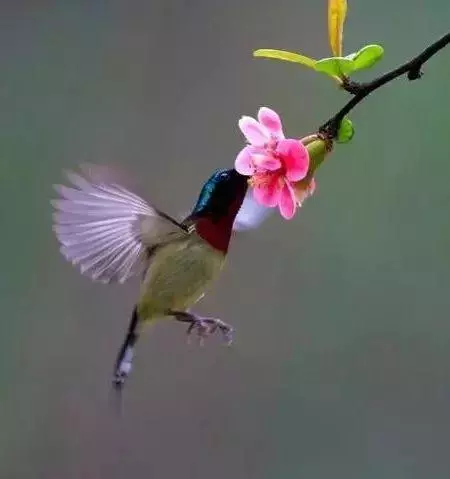 太奇特了!這些神奇的「動物之最」,人生第一次見到!