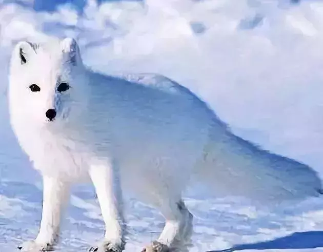 太奇特了!這些神奇的「動物之最」,人生第一次見到!