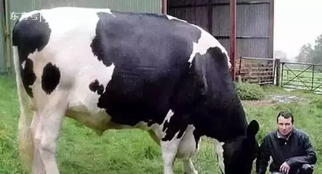 太奇特了!這些神奇的「動物之最」,人生第一次見到!