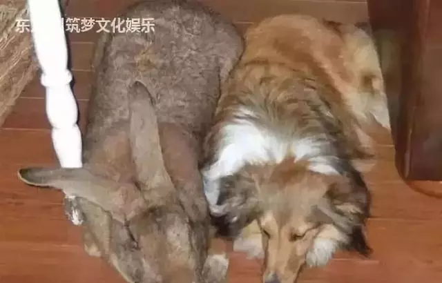 太奇特了!這些神奇的「動物之最」,人生第一次見到!