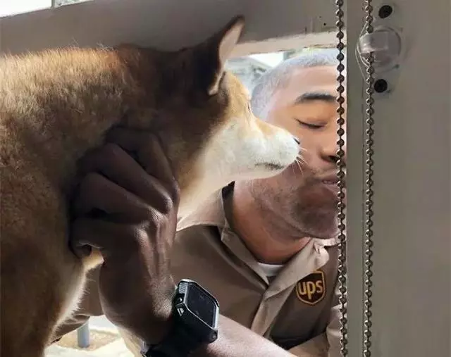 快遞小哥半路找狗子合照,受到眾多狗狗喜愛,黑人臉上滿是笑意