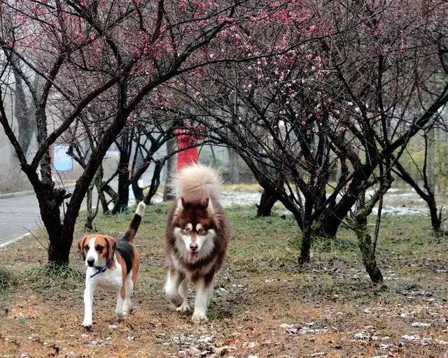 狗狗出門易過度興奮,只需學會四點辦法,可合理調整愛犬興奮度