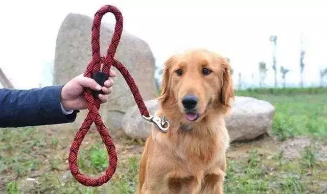 狗狗出門易過度興奮,只需學會四點辦法,可合理調整愛犬興奮度