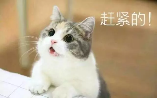 貓咪喜歡吃老鼠?你到底被騙了多久