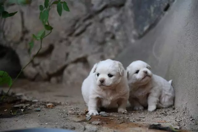 幼犬認主需要時間,四個月後才能記住主人,不要隨意無視愛犬