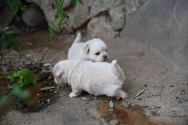 幼犬認主需要時間,四個月後才能記住主人,不要隨意無視愛犬