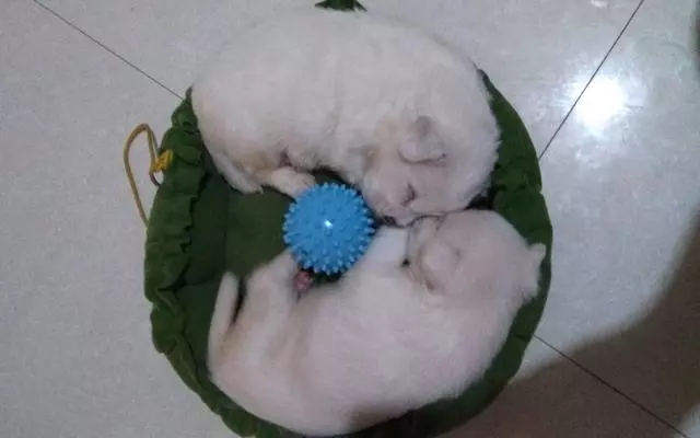 幼犬認主需要時間,四個月後才能記住主人,不要隨意無視愛犬