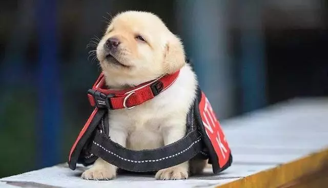 幼犬認主需要時間,四個月後才能記住主人,不要隨意無視愛犬