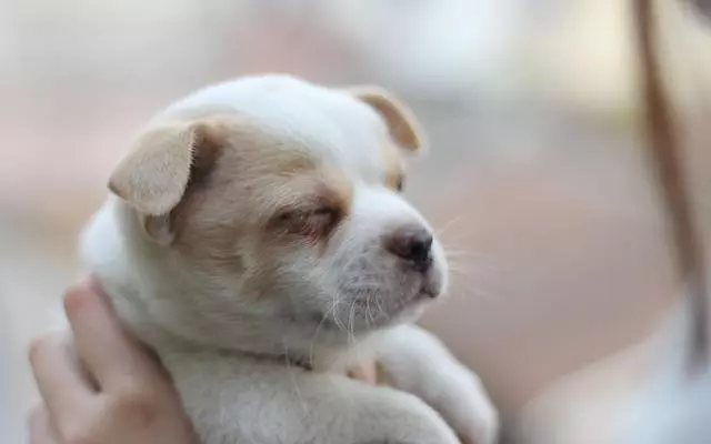 幼犬認主需要時間,四個月後才能記住主人,不要隨意無視愛犬