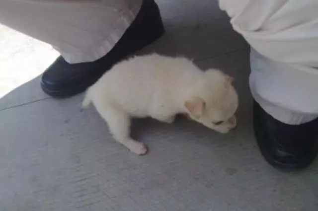 幼犬認主需要時間,四個月後才能記住主人,不要隨意無視愛犬