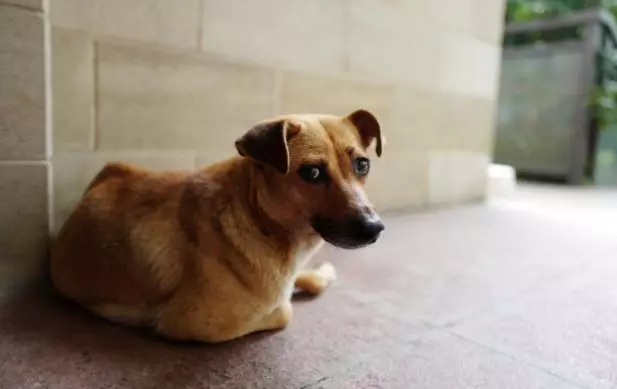 幼犬認主需要時間,四個月後才能記住主人,不要隨意無視愛犬