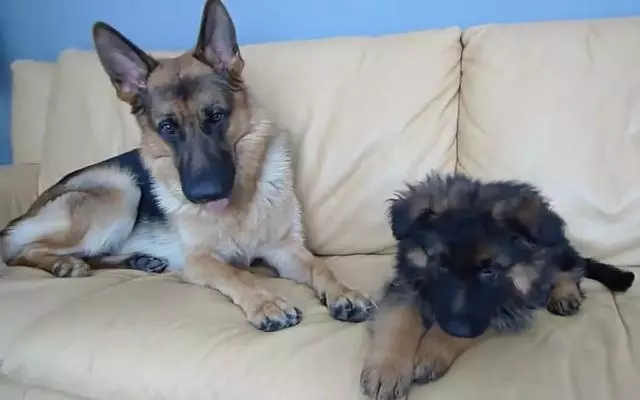 幼犬認主需要時間,四個月後才能記住主人,不要隨意無視愛犬