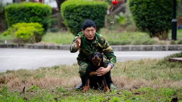 幼犬認主需要時間,四個月後才能記住主人,不要隨意無視愛犬