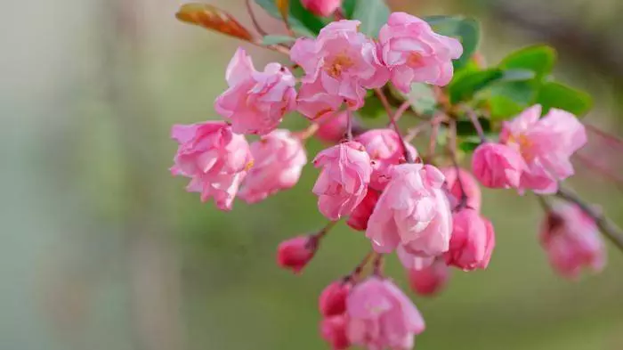 4月18、19號起好運到,來福來喜又來財,終成有錢人的6大生肖!