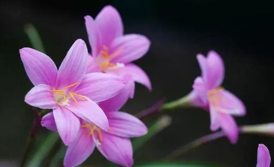 4月18、19號起好運到,來福來喜又來財,終成有錢人的6大生肖!