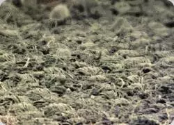 掀開床墊湧出上萬蟎蟲?教你一招,不用開水燙不用太陽曬,也能輕鬆去蟎蟲
