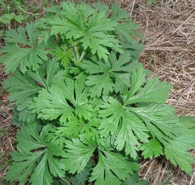 掀開床墊湧出上萬蟎蟲?教你一招,不用開水燙不用太陽曬,也能輕鬆去蟎蟲