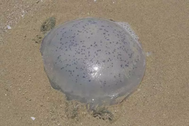 去海邊的要小心!西海岸出現大量水母,千萬不要觸碰!後果很嚴重