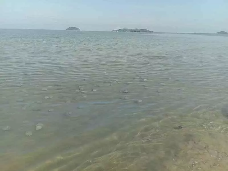 去海邊的要小心!西海岸出現大量水母,千萬不要觸碰!後果很嚴重