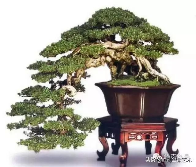 【盆景百家】臥幹式盆景與黃金分割點