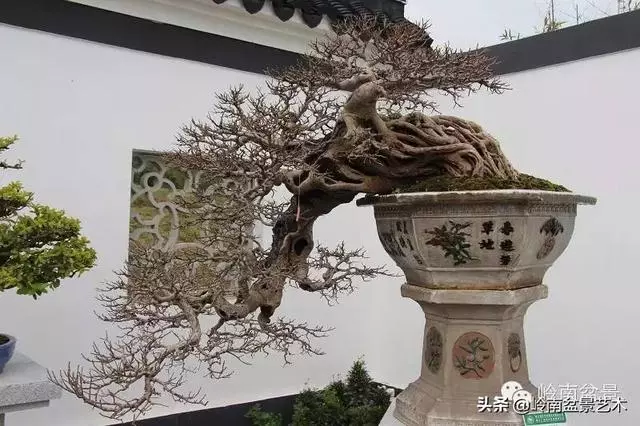 【盆景百家】臥幹式盆景與黃金分割點