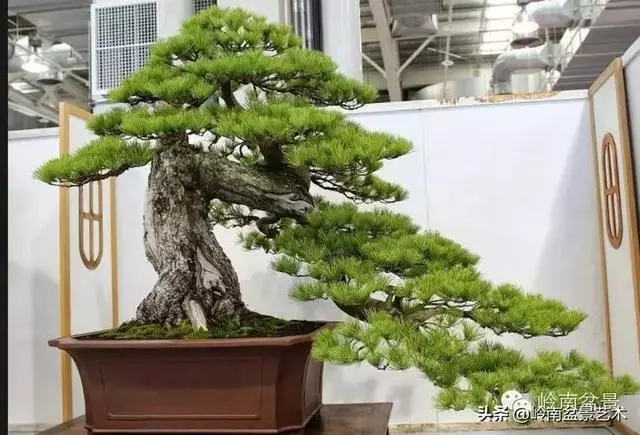 【盆景百家】臥幹式盆景與黃金分割點