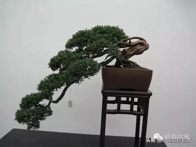 【盆景百家】臥幹式盆景與黃金分割點