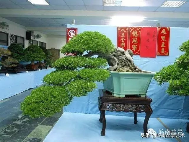 【盆景百家】臥幹式盆景與黃金分割點