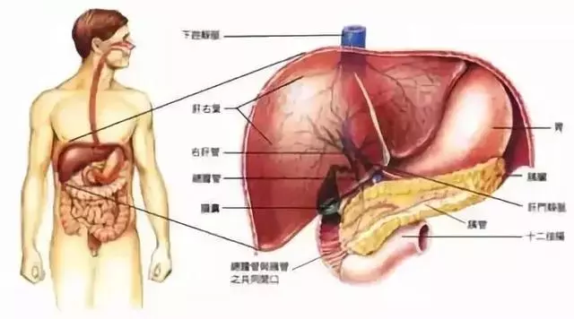 《黃帝內經》肝怕堵、心怕累、脾怕冷究竟該怎麼養五臟?
