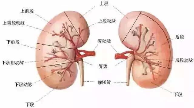 《黃帝內經》肝怕堵、心怕累、脾怕冷究竟該怎麼養五臟?