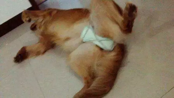 狗狗生理期需主人陪伴,為避免愛犬受到傷害,鏟屎官要備好安全褲