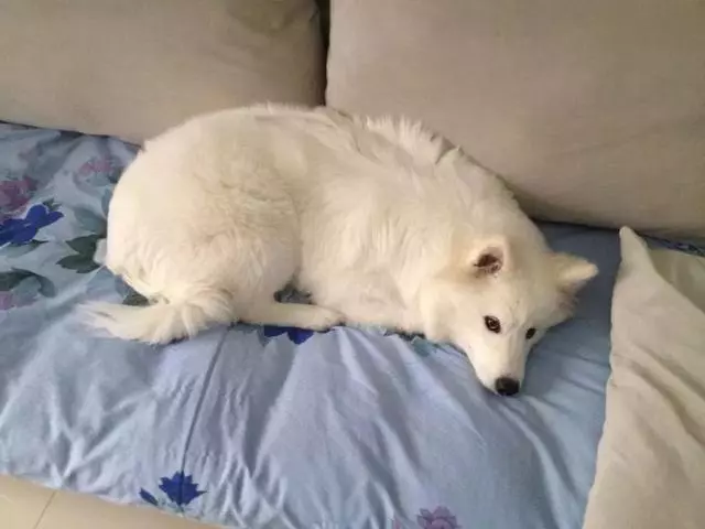狗狗生理期需主人陪伴,為避免愛犬受到傷害,鏟屎官要備好安全褲